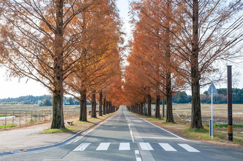 秋の紅葉したメタセコイア並木と横断歩道のある道路風景