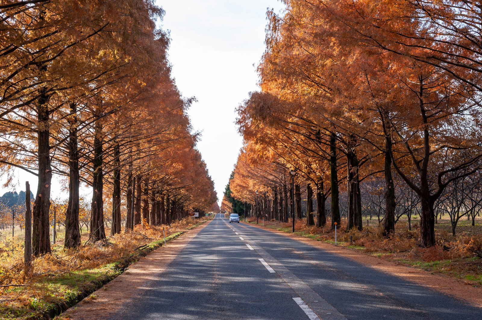 オレンジ色に紅葉したメタセコイア並木の間を通る一本道