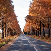 秋の紅葉したメタセコイア並木道をドライブする車の写真
