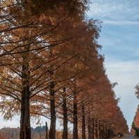 紅葉したメタセコイアの並木道から覗く秋晴れの写真