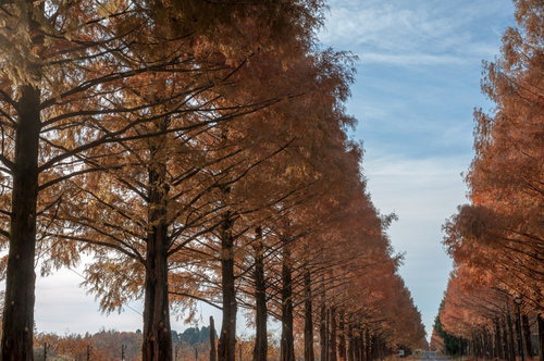 紅葉したメタセコイアの並木道から覗く秋晴れ