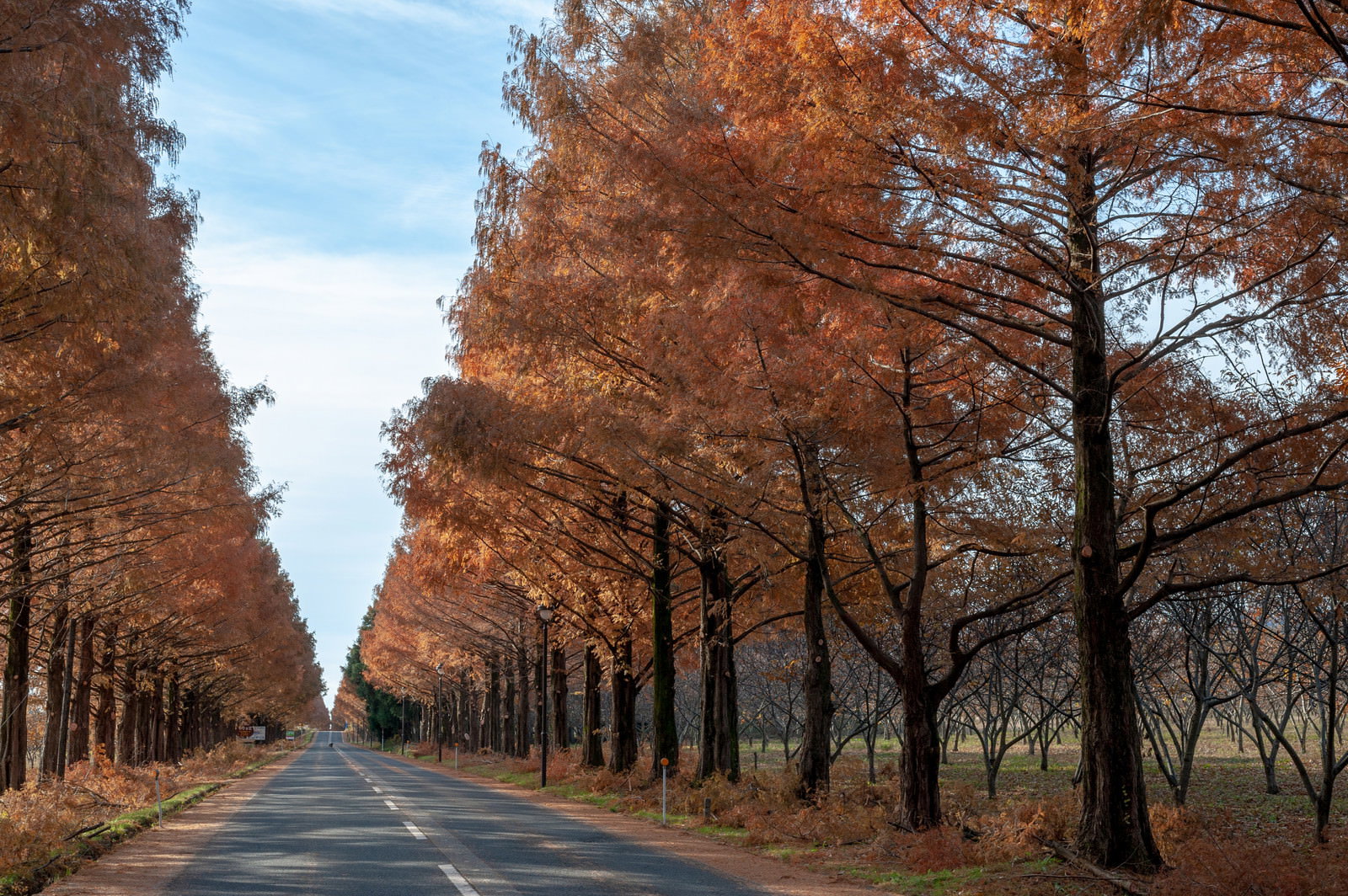 車道の両側に立ち並ぶメタセコイアの並木道、紅葉した葉が美しいオレンジ色