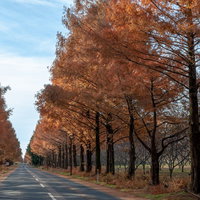 車道を覆う秋のメタセコイアの並木、オレンジ色に紅葉した葉影の写真