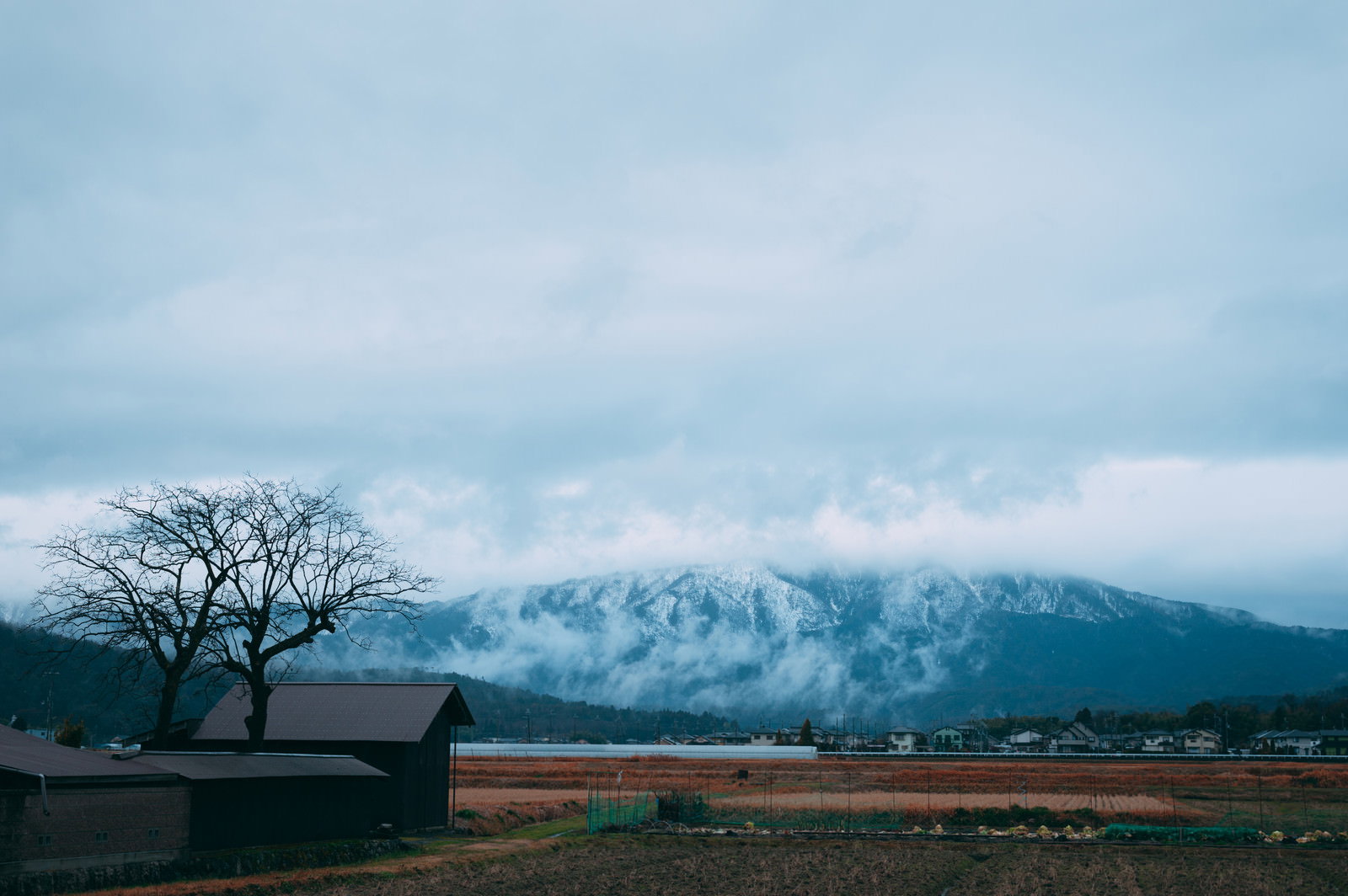 雲に覆われた雪山と麓の畑、一本の裸木がある冬の風景