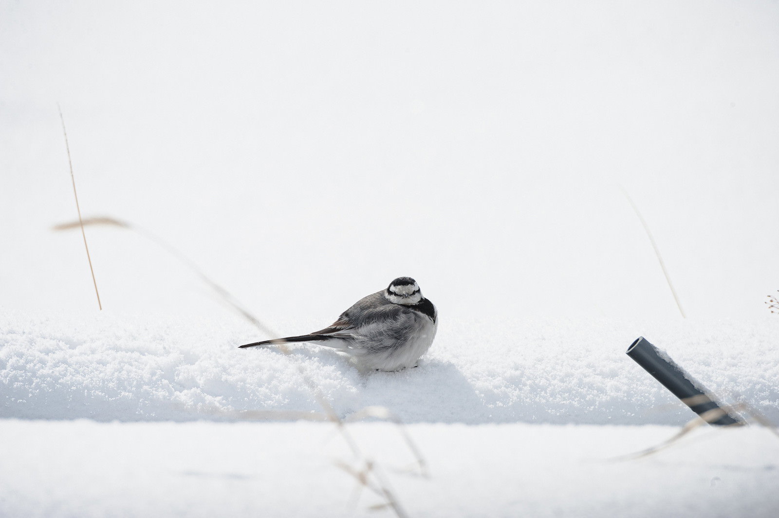 雪の上で体を丸めて寒さをしのぐ小さな鳥
