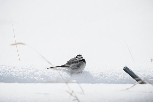 雪上で体を丸くして寒さをしのぐ小鳥の冬の生態