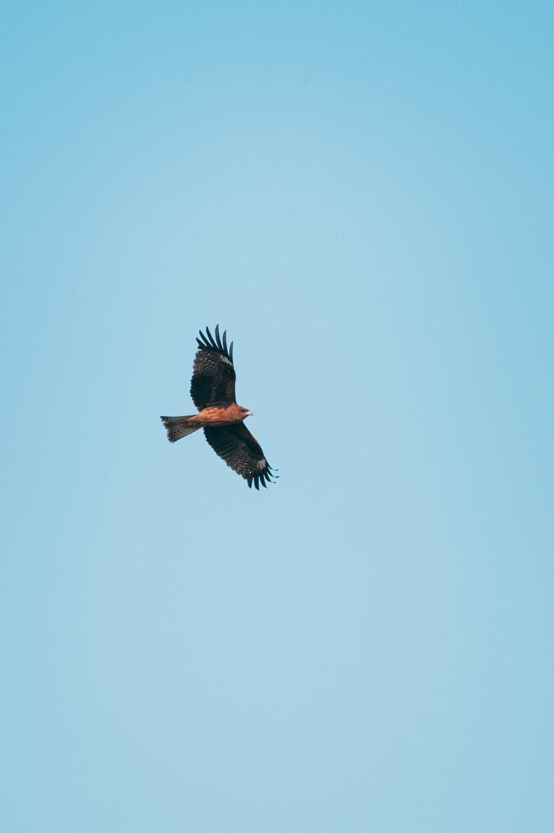 青空を背景に大きく翼を広げて飛翔する鷹