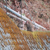 下山してきた猿が井戸端会議で会話する様子の写真