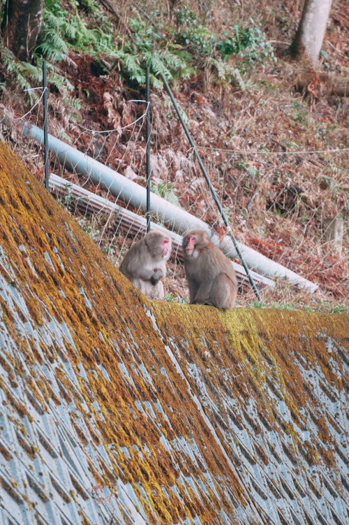 下山してきた猿が井戸端会議で会話する様子