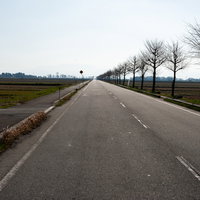 琵琶湖へ向かう街路樹に囲まれた一本道（滋賀県高島市）の写真