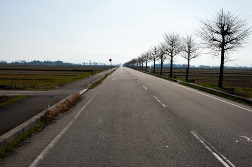琵琶湖へ向かう街路樹に囲まれた一本道（滋賀県高島市）