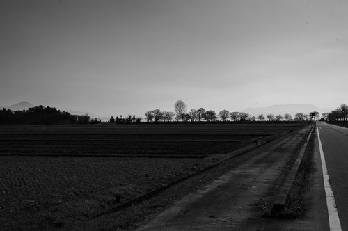 畑を背景に白黒で並ぶ横一列の木々の農村風景