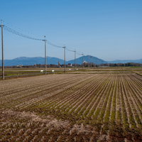 稲刈り後の田んぼと電柱が立ち並ぶ田舎風景の写真