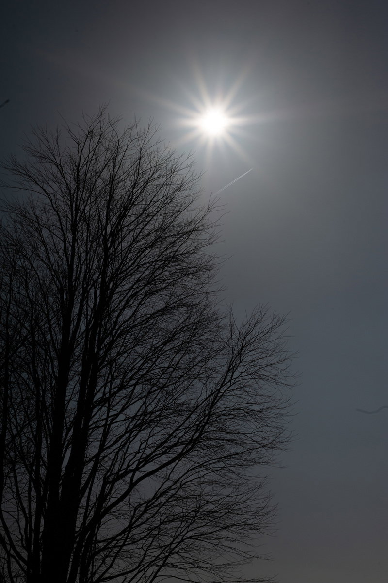 太陽の光芒を背景に黒いシルエットとなった樹木のモノクロ写真