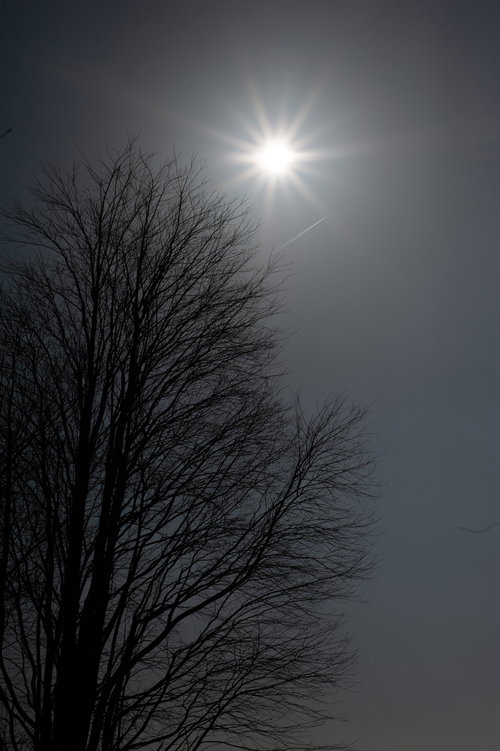 逆光で浮かぶ樹木のシルエット 太陽光芒と枝の細部
