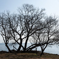 海辺に立つ立派な一本樹木の写真