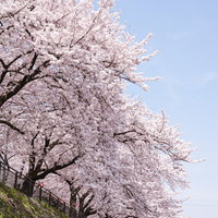 鴨川沿いの桜並木が満開の春の風景の写真