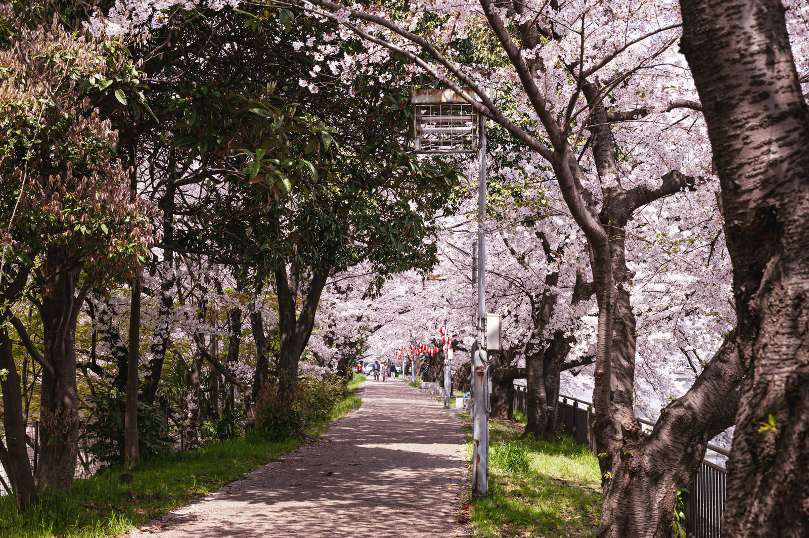 鴨川沿いに満開の桜が咲き誇る桜並木の散歩道