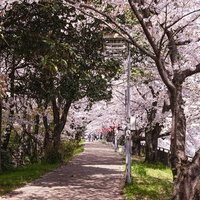 鴨川ほとりの満開の桜並木を歩く春の京都散歩道の写真
