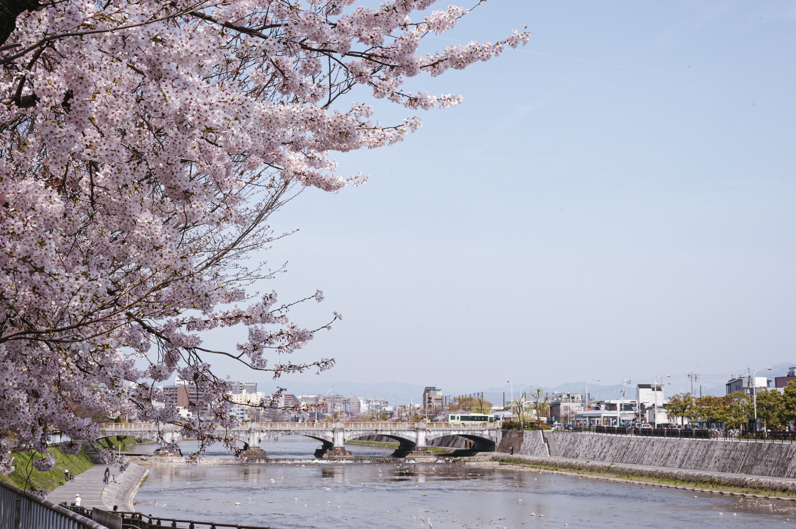 鴨川沿いに満開の桜が咲く三条桜の春景色
