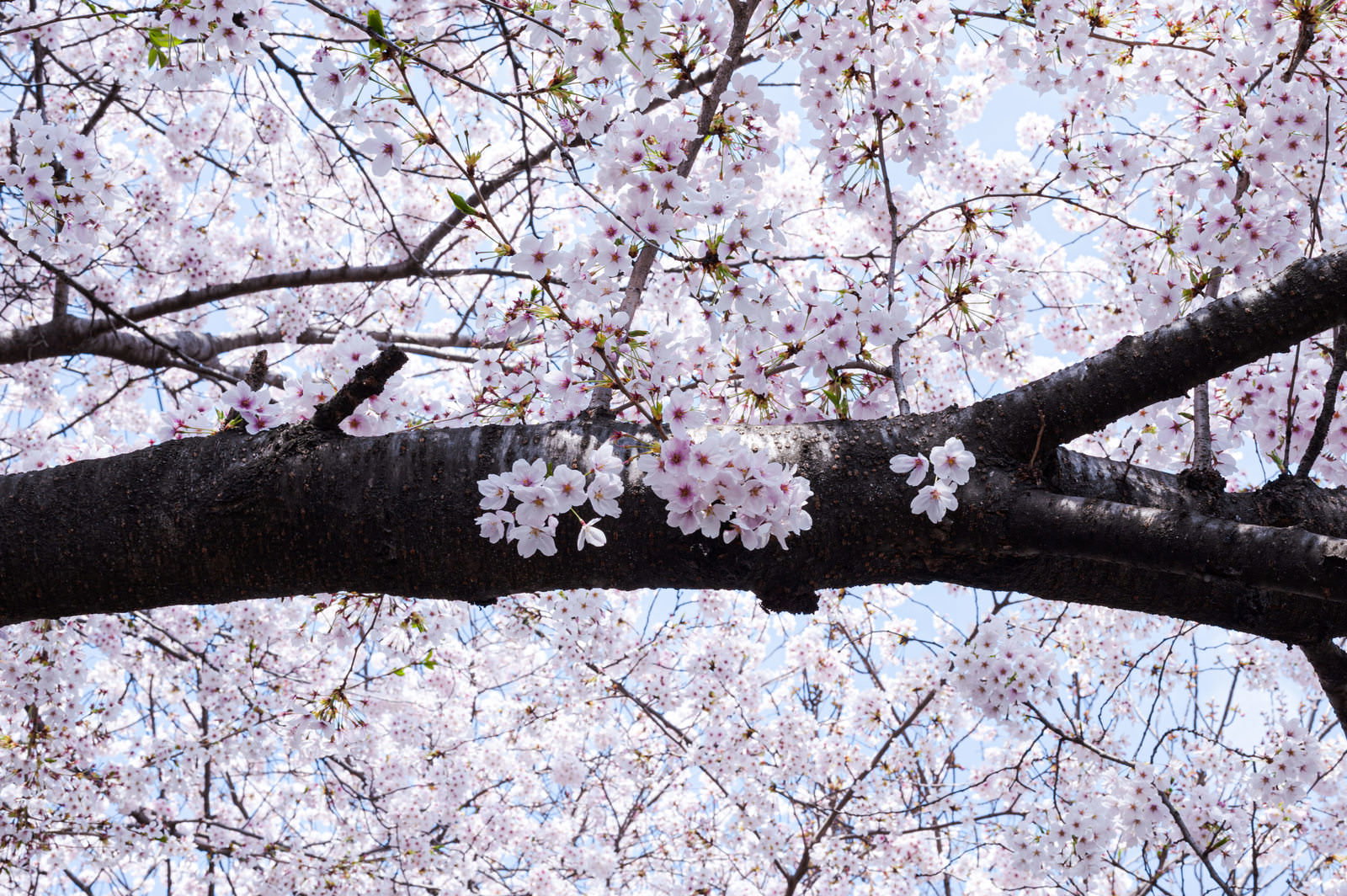 満開のピンクの桜の花が咲く枝を下から見上げたアングル