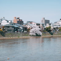 鴨川沿いに咲く一本桜と川岸の町並みの写真