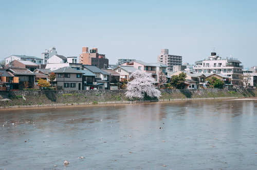 鴨川沿いに咲く一本桜と川岸の町並み