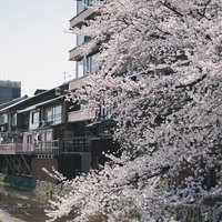 鴨川沿いに咲く満开の桜と川沿いの店舗風景の写真