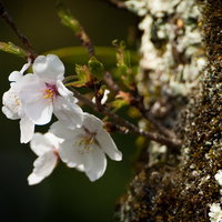 苔むした樹皮に咲く白い桜の花。樹齢の古い樹木に春の開花の写真