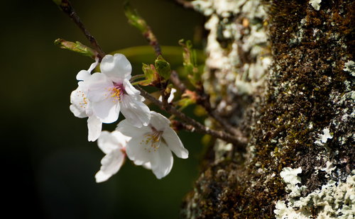 苔むした樹皮に咲く白い桜の花。樹齢の古い樹木に春の開花