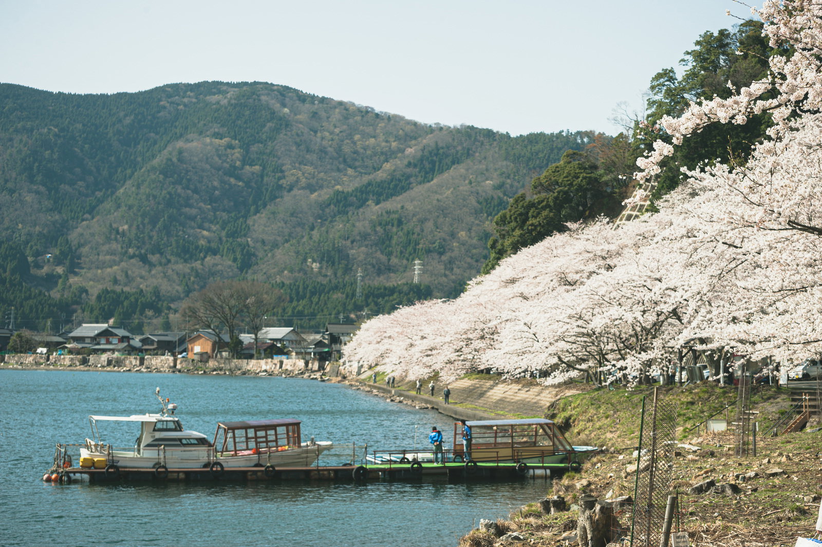 海津大崎の湖畔に咲く満開の桜とボートが停泊する船着き場