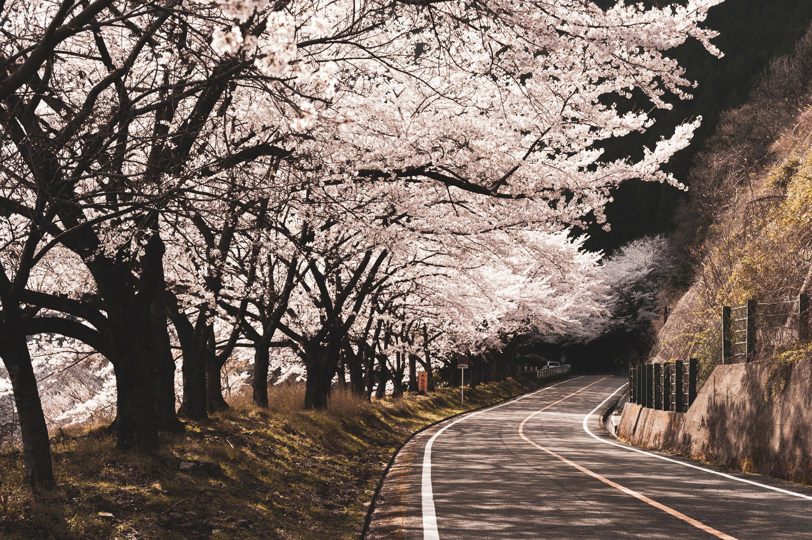 満開の桜並木に囲まれた緩やかにカーブする車道の風景