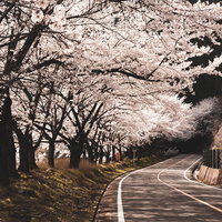 海津大崎の満開の桜並木が続く車道とガードレールの写真