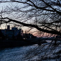犀川のほとりの夕暮れと桜の写真