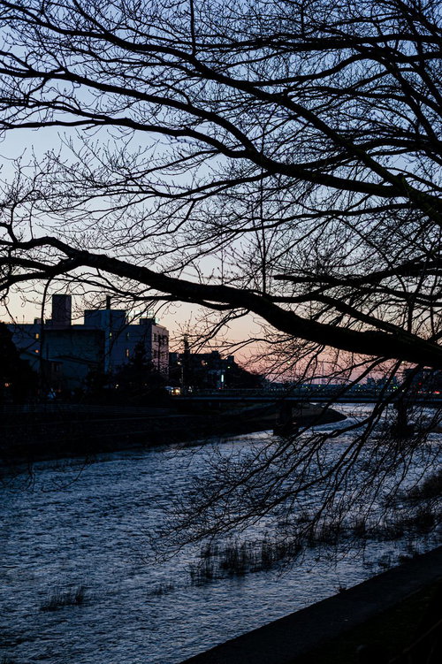 犀川のほとりの夕暮れと桜
