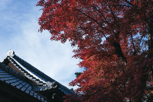 赤く染まった秋のもみじと瓦屋根、青空を背景にした日本家屋