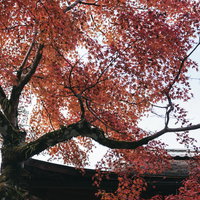 赤く色付く紅葉と瓦屋根のモミジの写真