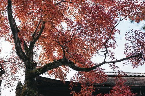 赤く色付く紅葉の枝、秋の季節素材向けの自然風景