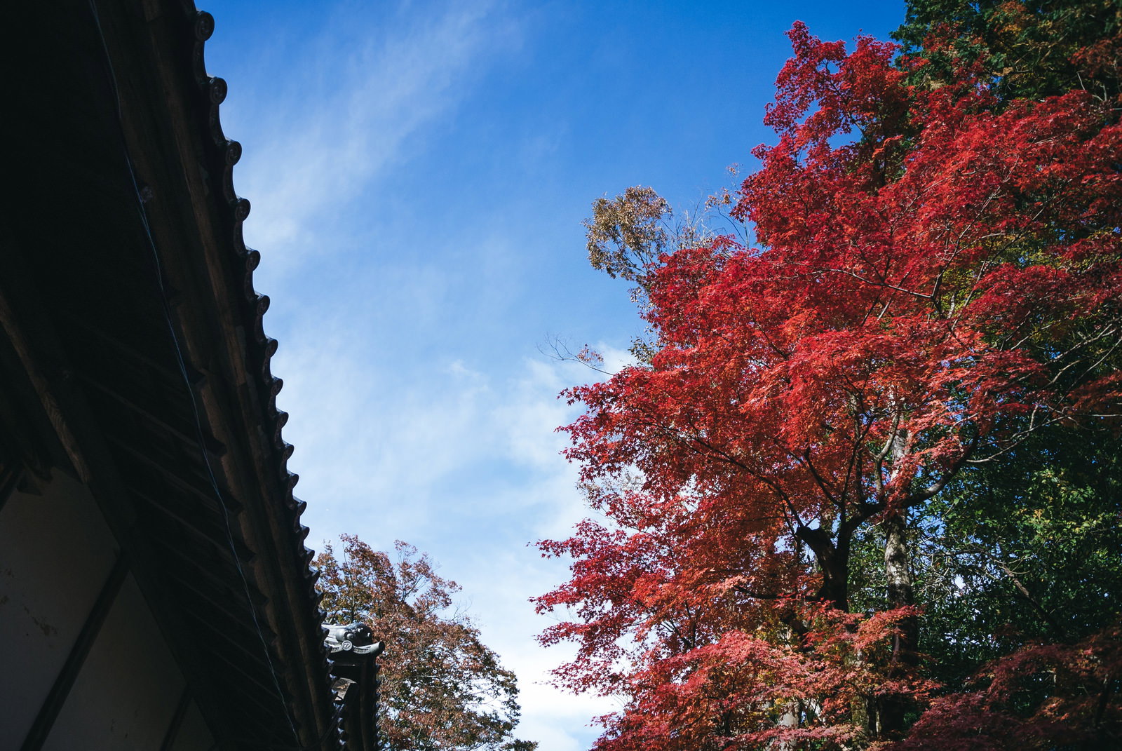 軒下から青空に向かって色づいた紅葉を見上げた風景