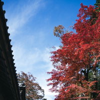 軒下から見上げた秋のもみじと青空、伝統建築の屋根の写真