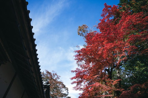 軒下から見上げた秋のもみじと青空、伝統建築の屋根