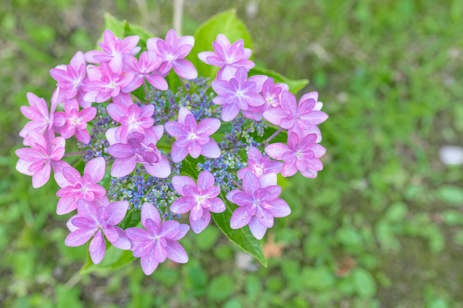 ピンク色のガク紫陽花が咲いている、園芸の花の写真