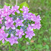 道端に咲くガク紫陽花の淡いピンク色の花房と装飾花の写真