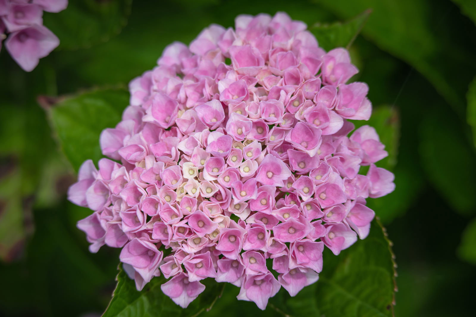 ピンク色のアジサイの花が密集して咲いている、黄白い蕊が見える