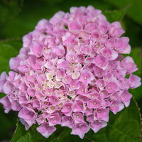 開花直前のピンク紫陽花 庭のガーデニングの写真