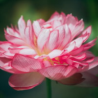 神々しく光るハスの花が開花した水辺の風景の写真