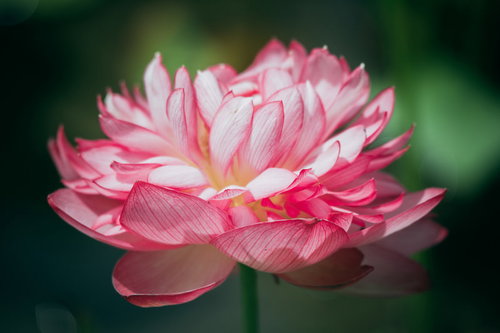 神々しく光るハスの花が開花した水辺の風景
