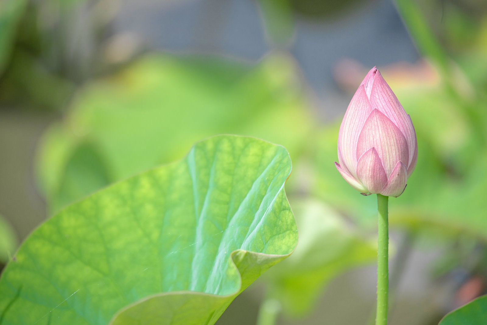 水面に浮かぶ蓮の葉と、ピンク色の蕾が一本立っている