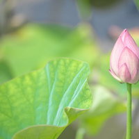 開花を待つハスの蕾と丸い葉の写真