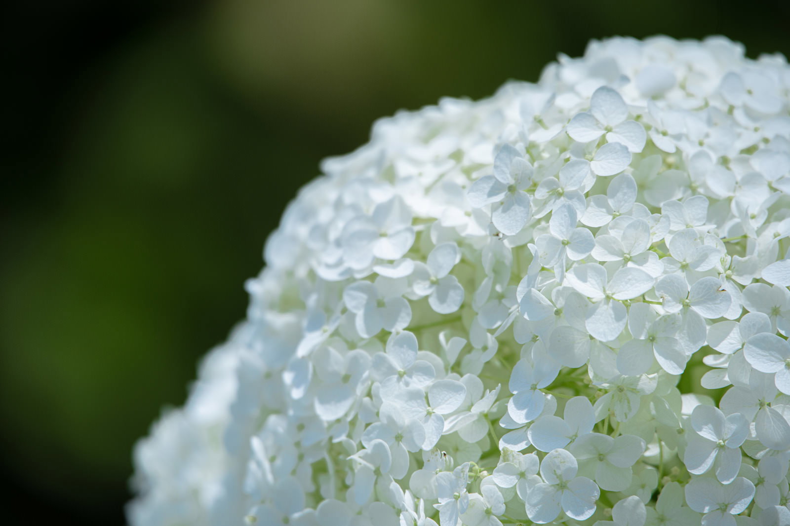 白く開花した紫陽花の小さな花が密集している